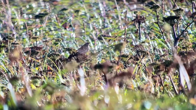 ワキアカツグミ - ML642268896