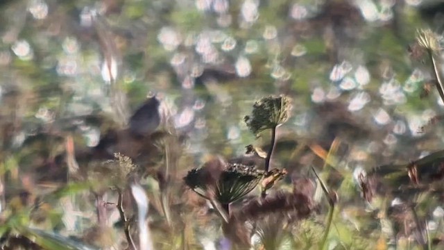 ワキアカツグミ - ML642268897