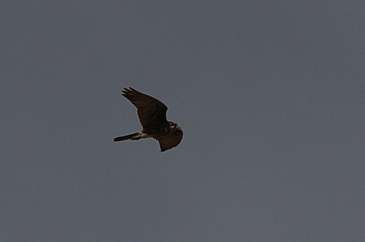 Brown Falcon - ML642268898