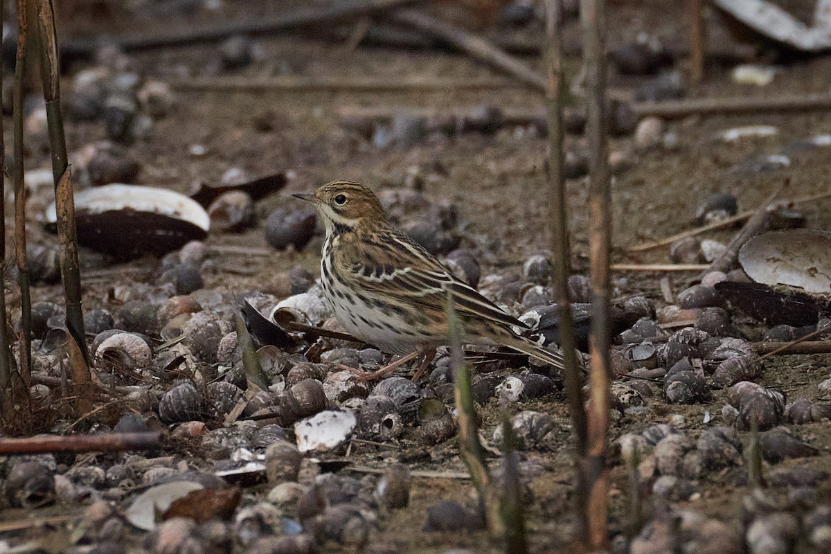 Red-throated Pipit - ML642268900