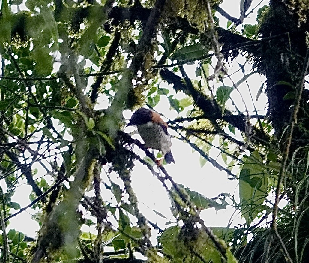 Himalaya Kutyası - ML642268915