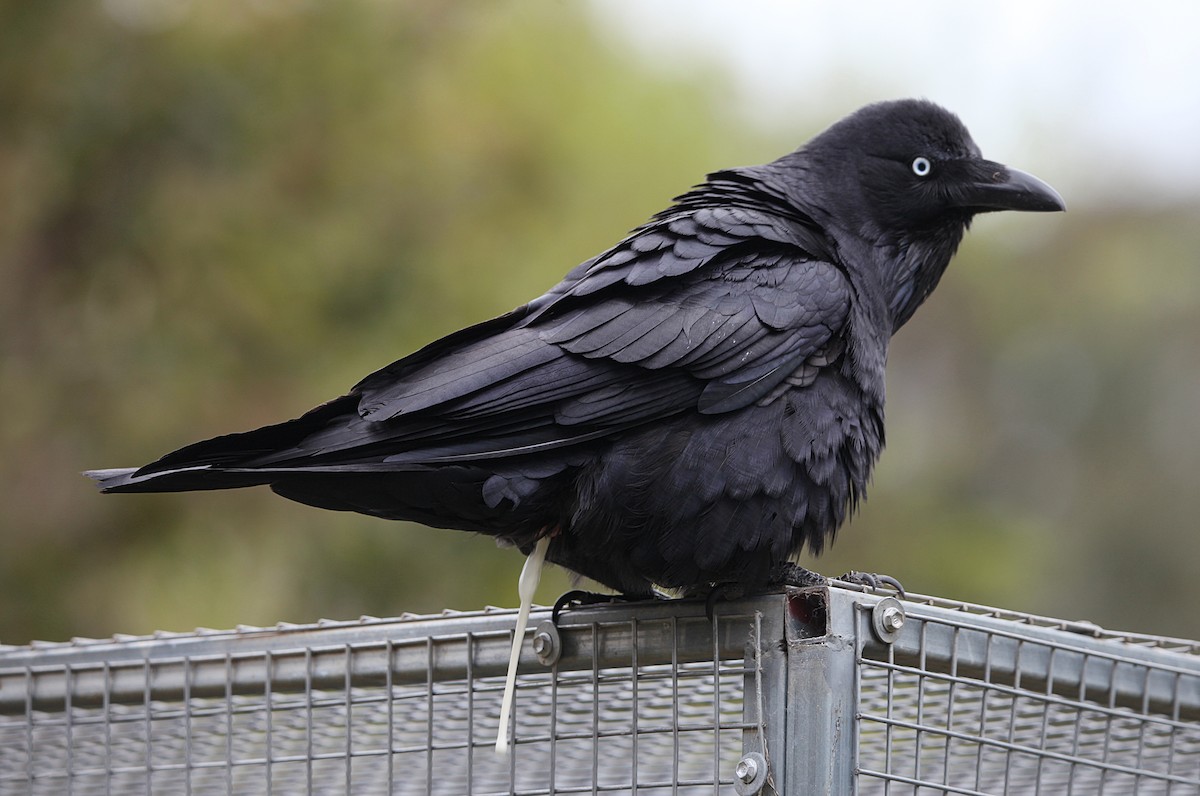 Australian Raven - ML642268921