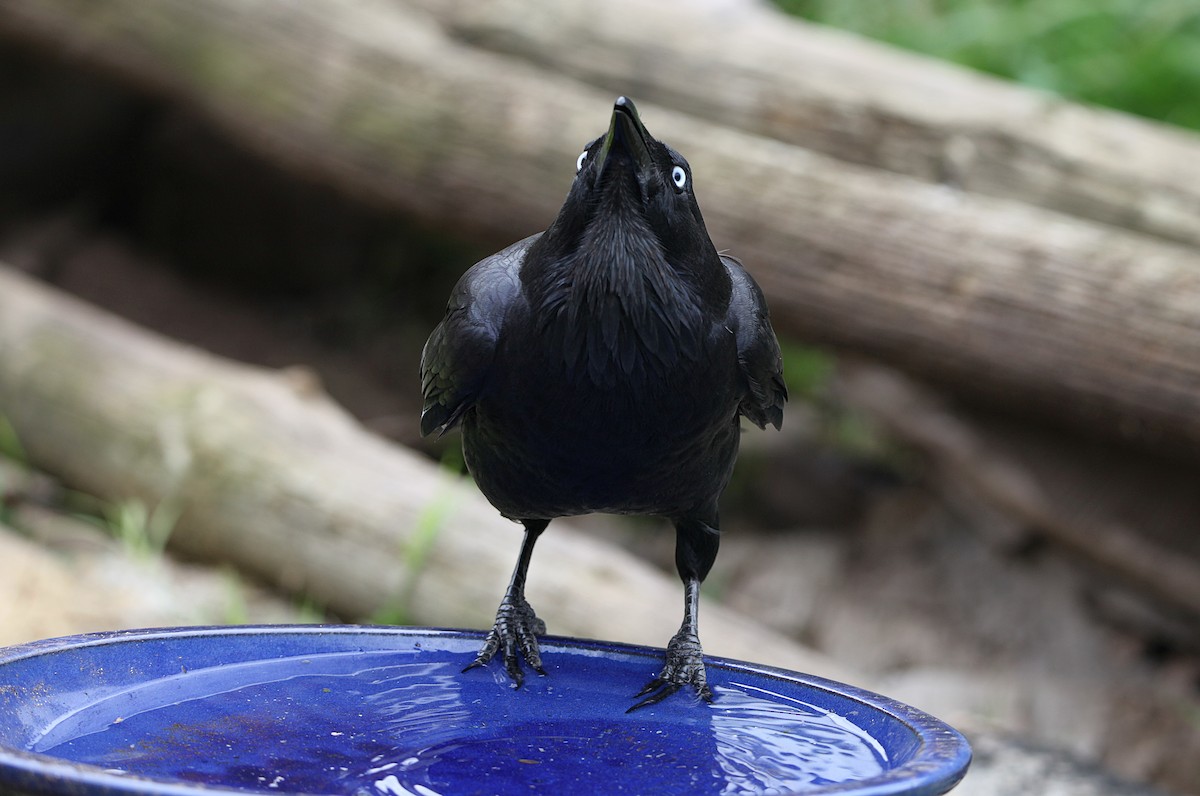Australian Raven - ML642268922