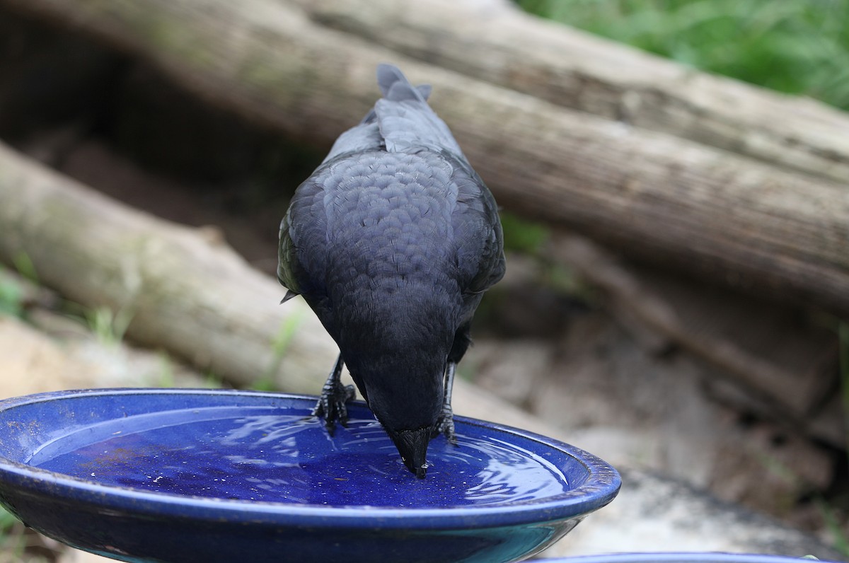 Australian Raven - ML642268926