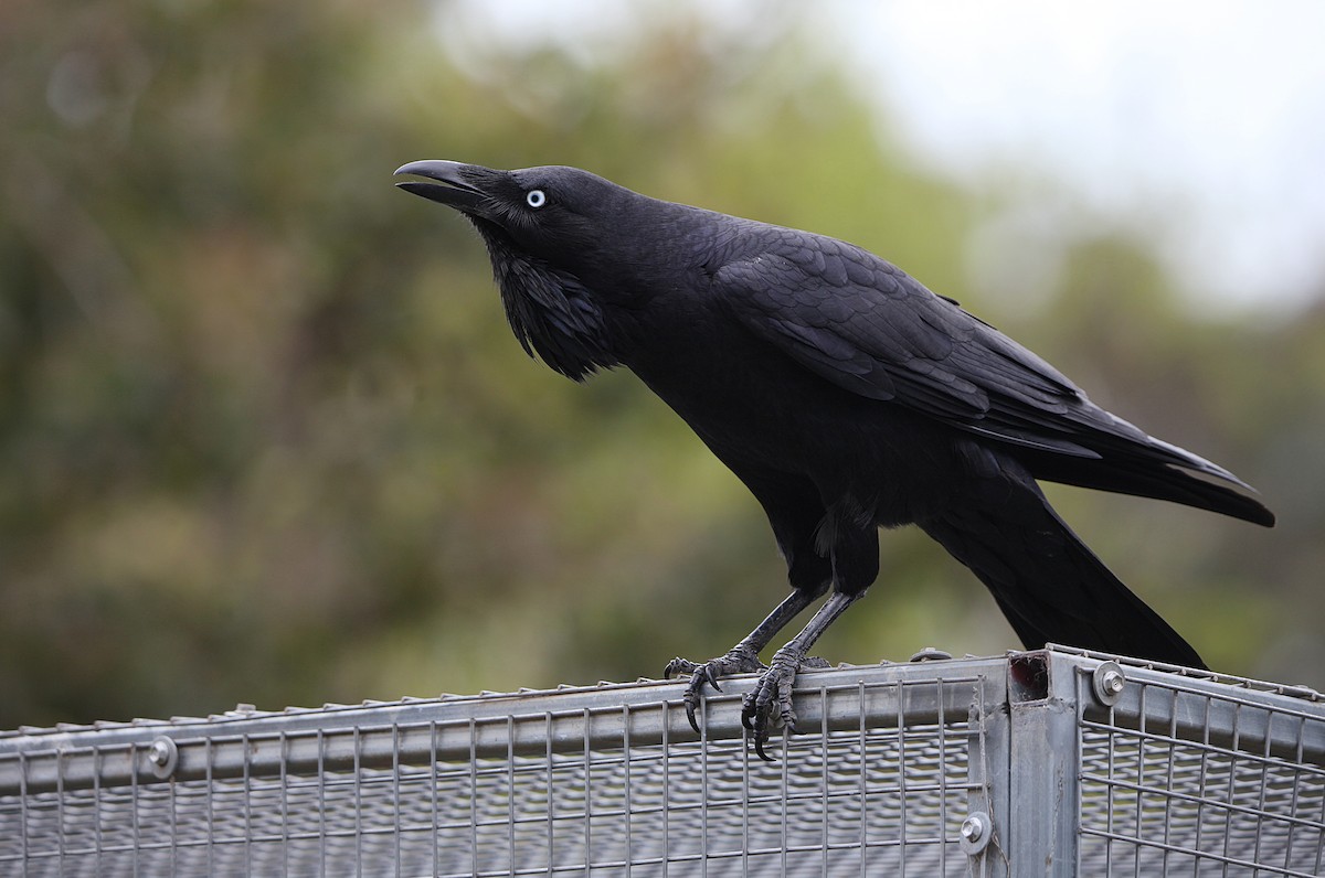 Australian Raven - ML642268930