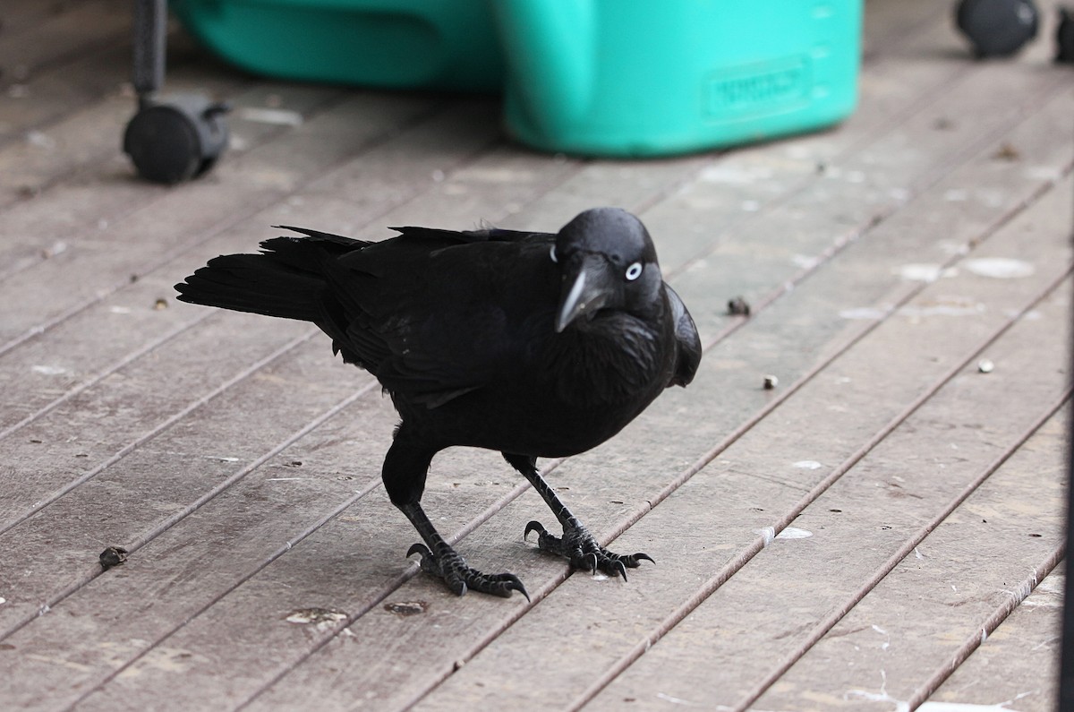 Australian Raven - ML642268937