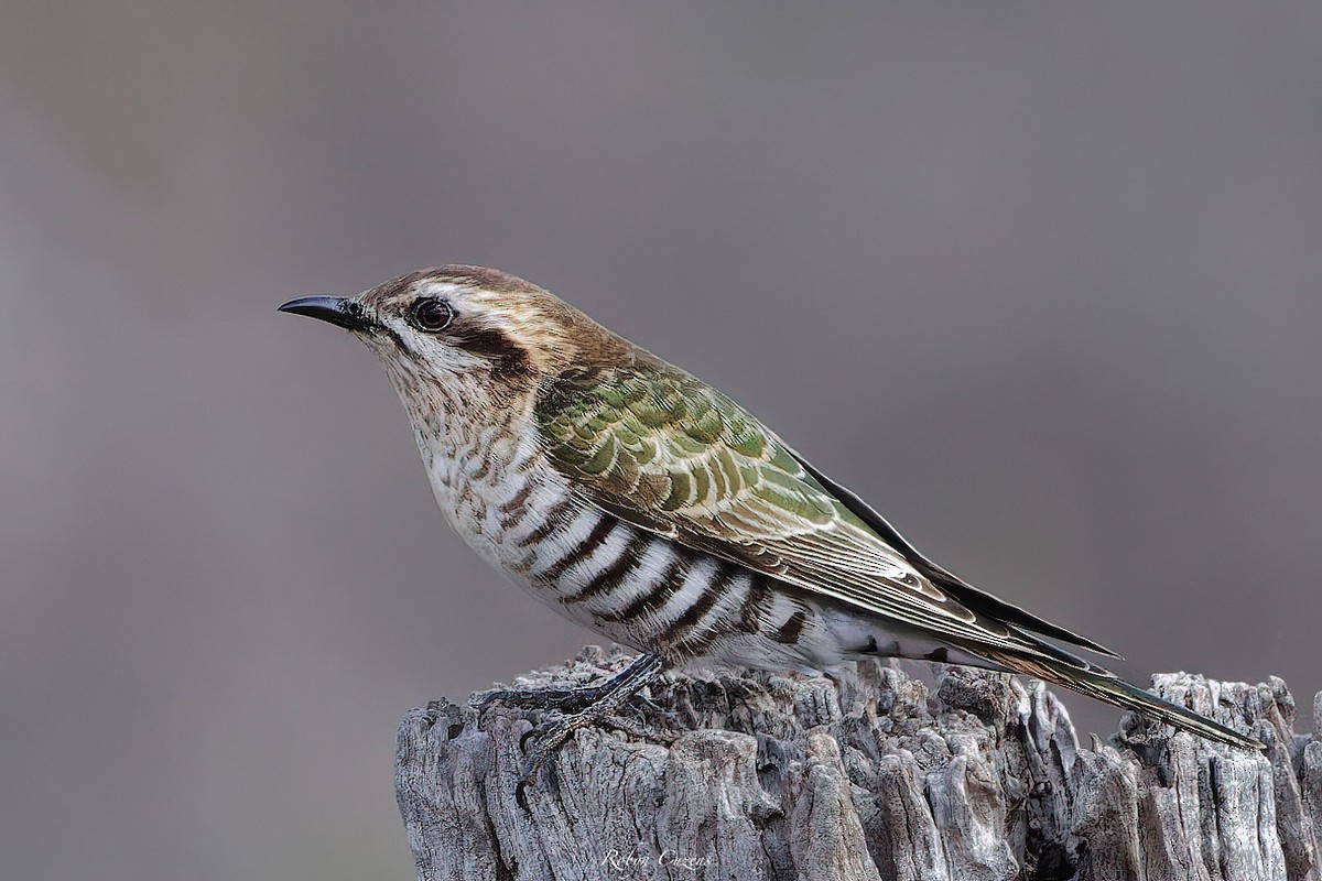 Horsfield's Bronze-Cuckoo - ML642268939