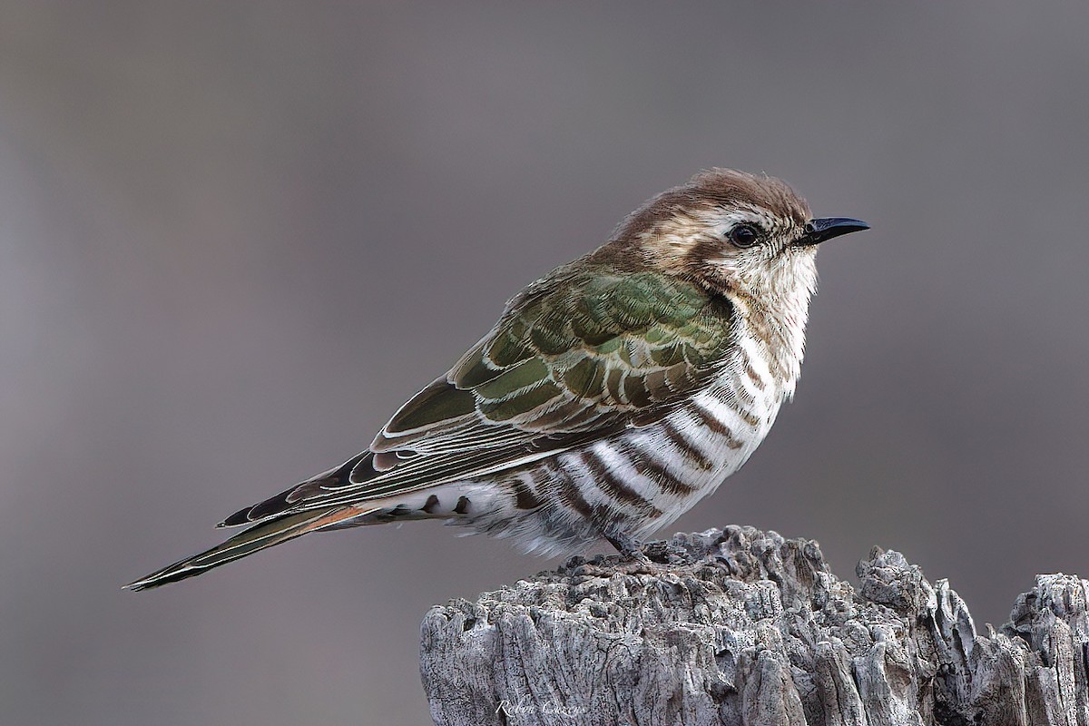 Horsfield's Bronze-Cuckoo - ML642268940