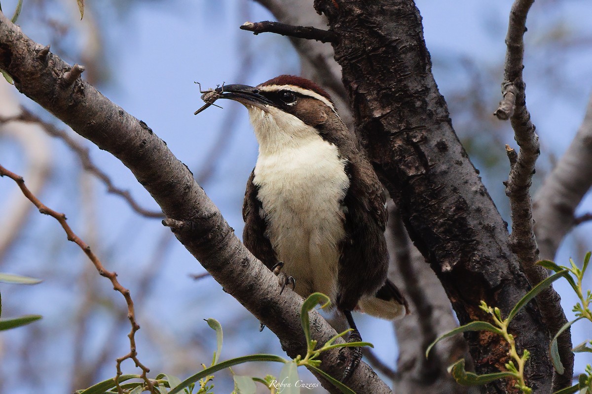 Chestnut-crowned Babbler - ML642268949