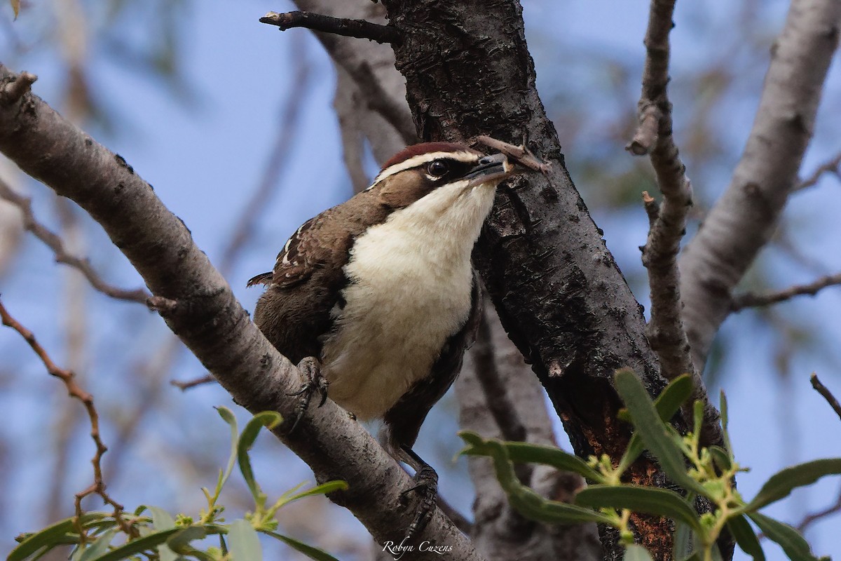 Chestnut-crowned Babbler - ML642268950