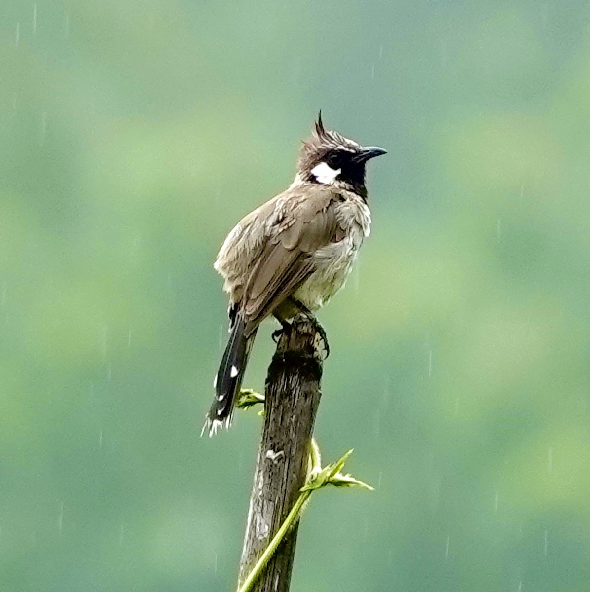 Himalayan Bulbul - ML642268955