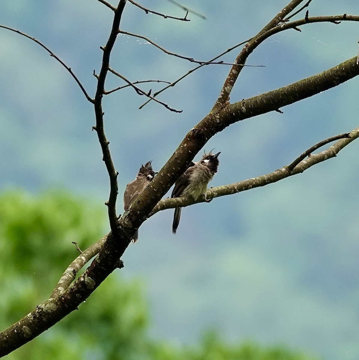 Himalayan Bulbul - ML642268956