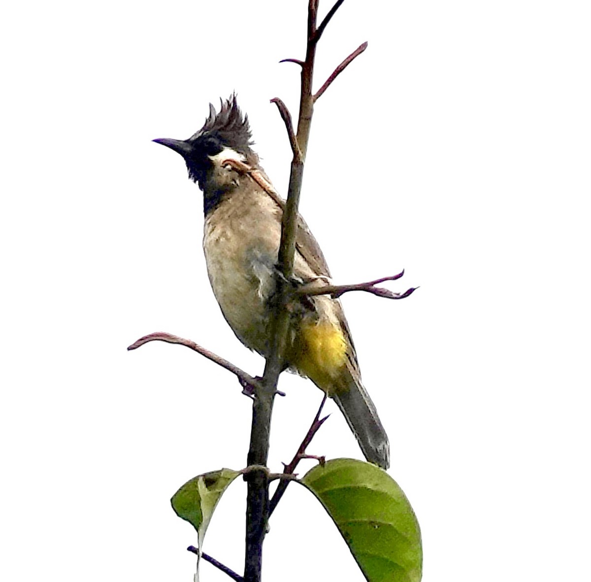 Himalayan Bulbul - ML642268957
