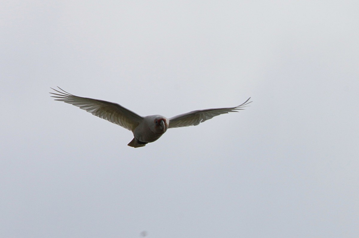 Long-billed Corella - ML642268967