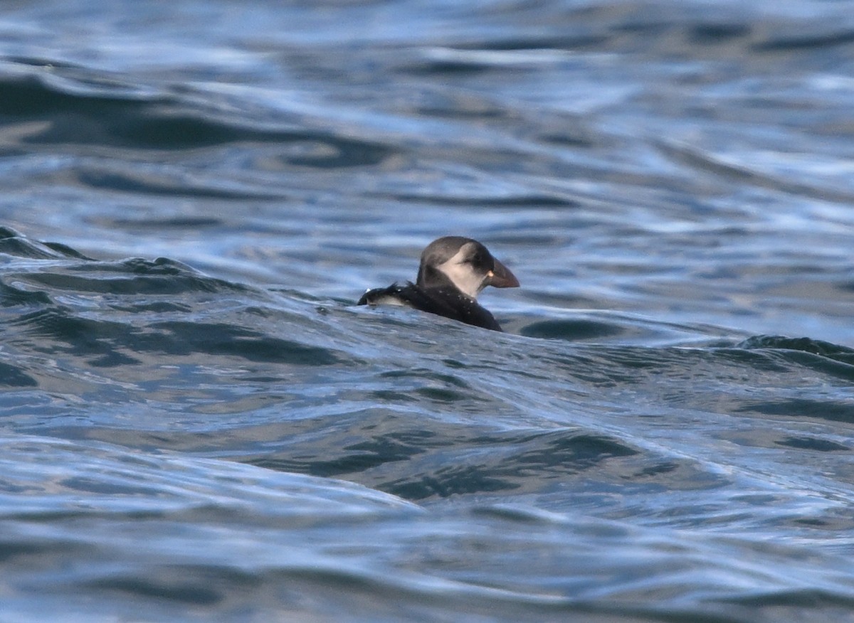 Atlantic Puffin - ML642268971