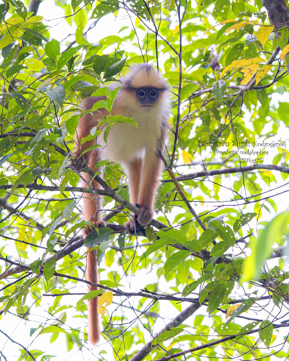 Mammals - ML642268982