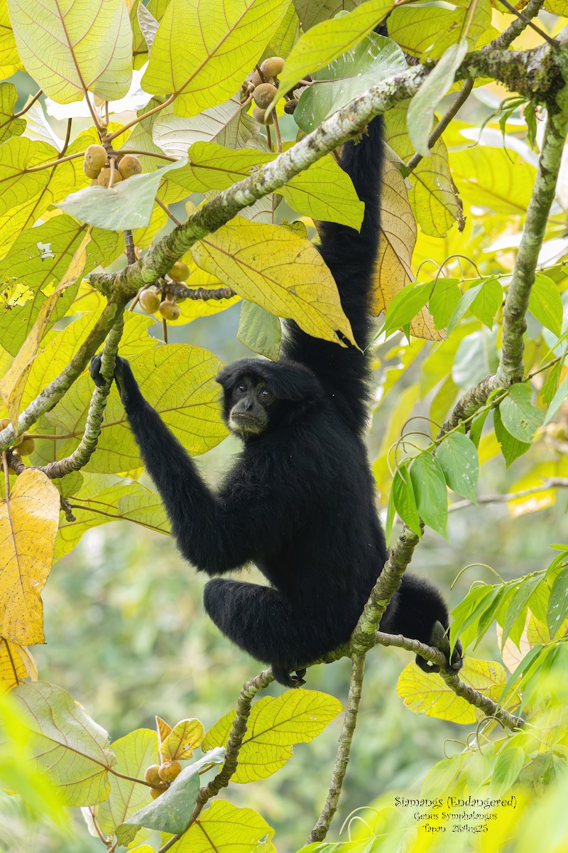 Mammals - ML642268983