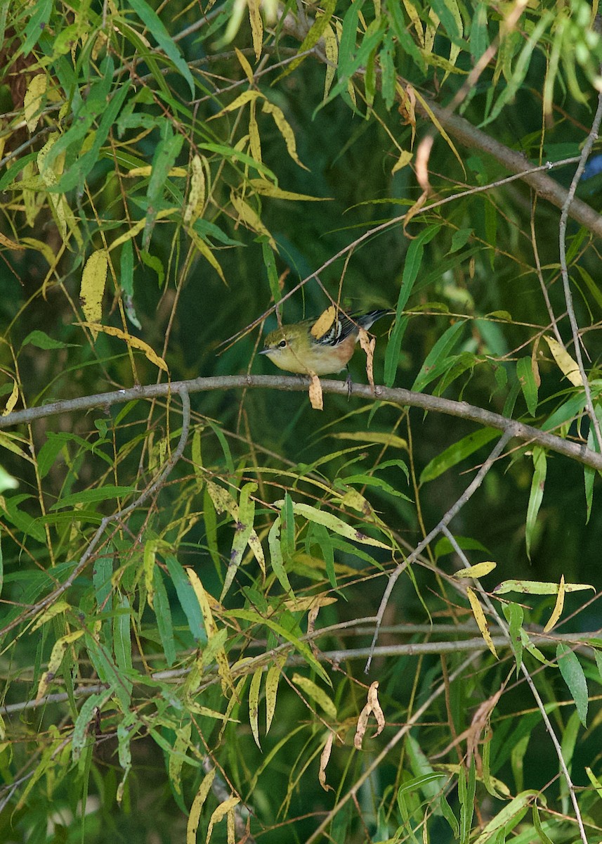 Bay-breasted Warbler - ML642268998