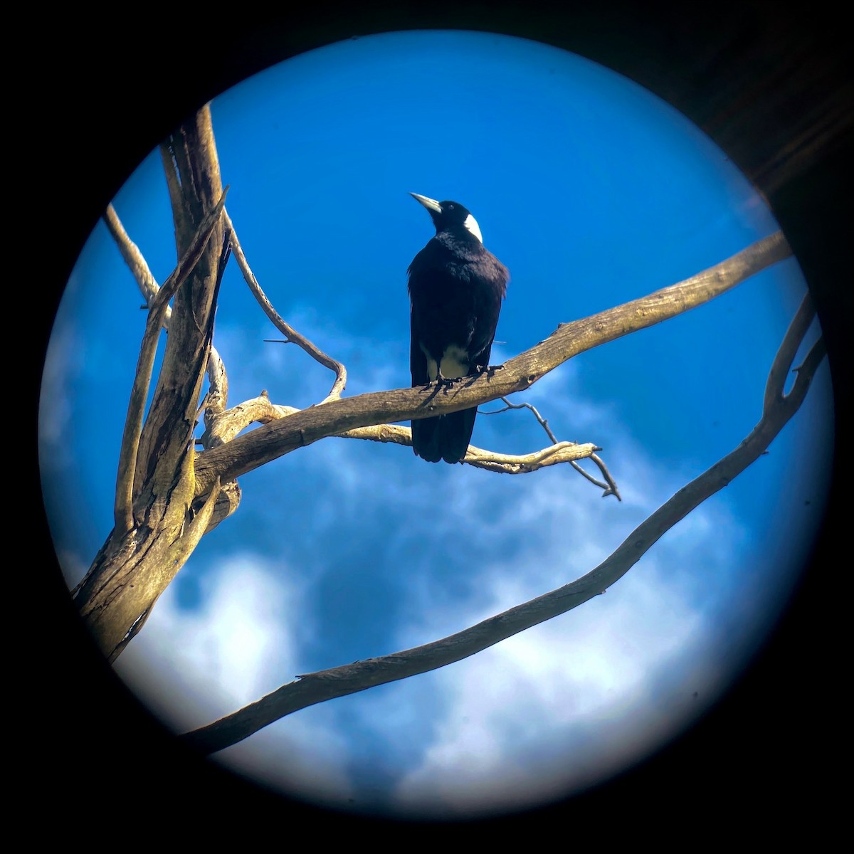 Australian Magpie (White-backed) - ML642269039