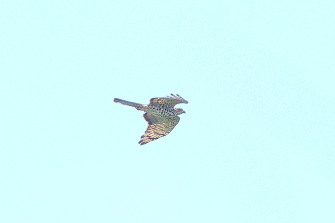 African Cuckoo-Hawk - ML642269053