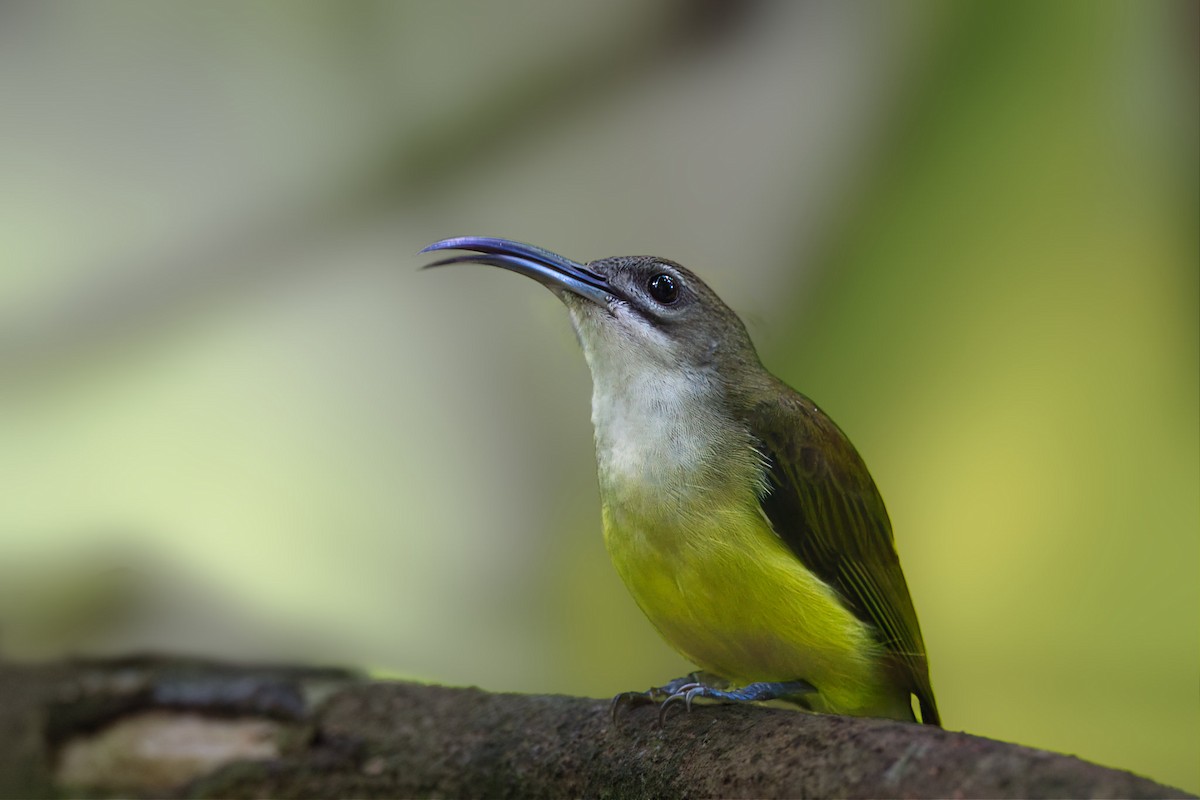 Little Spiderhunter - ML642269058