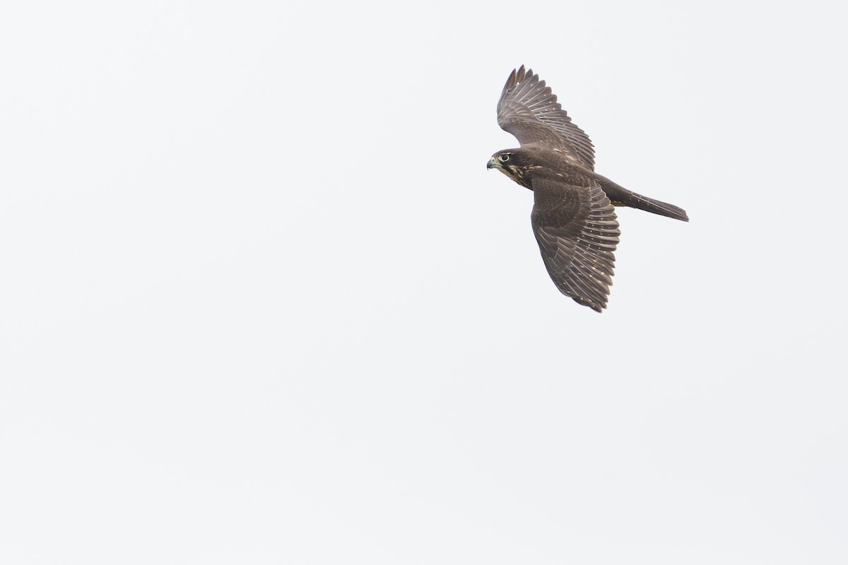 maorifalk - ML642269064