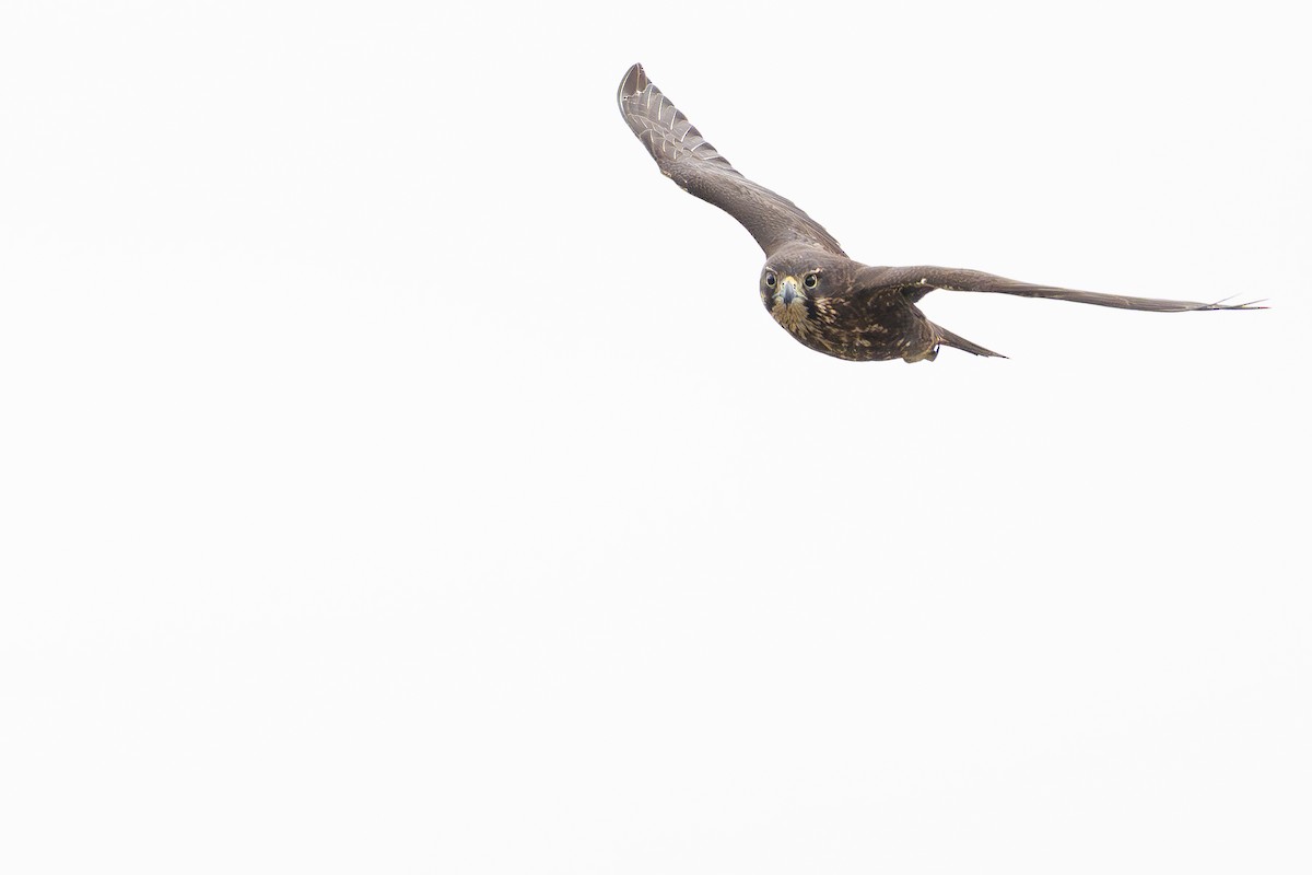 maorifalk - ML642269065