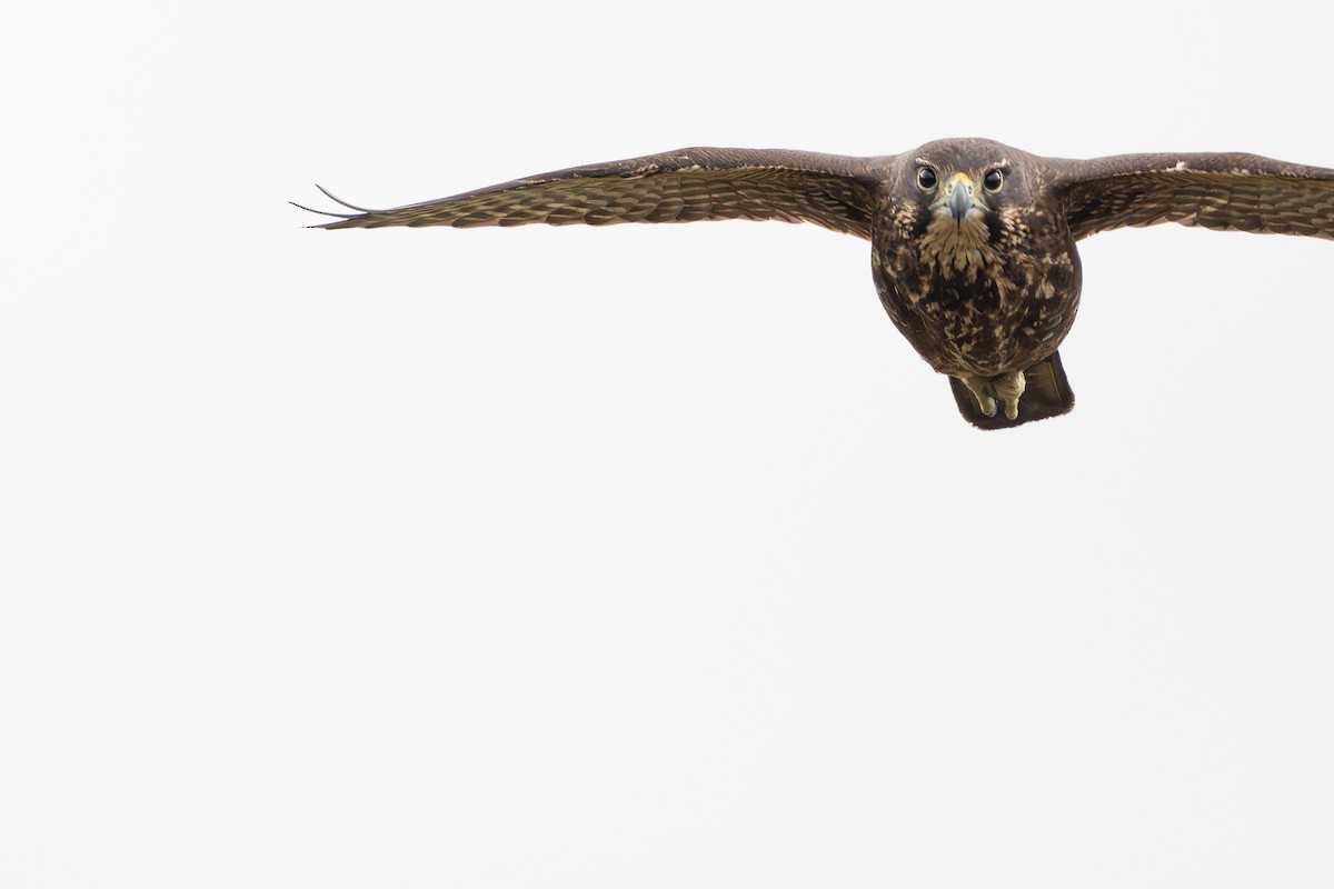 maorifalk - ML642269066