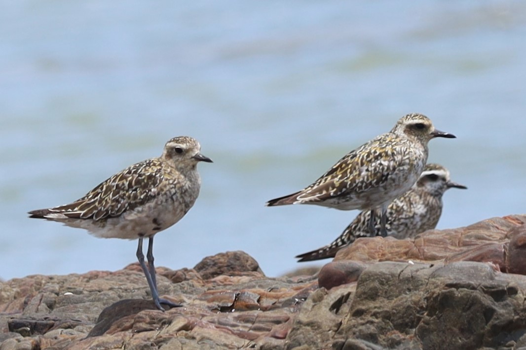 Pacific Golden-Plover - ML642269068