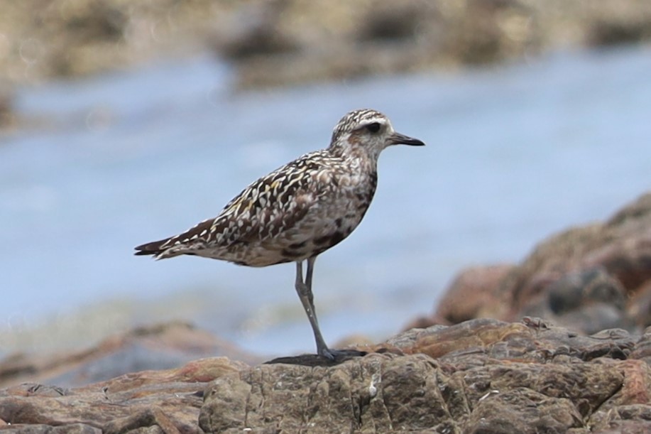 Pacific Golden-Plover - ML642269071