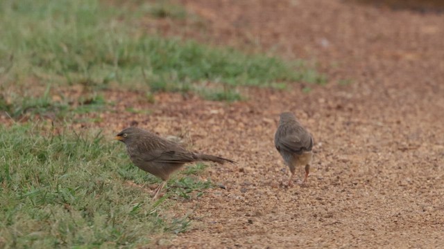 Jungle Babbler - ML642269072