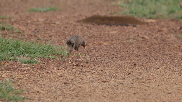Jungle Babbler - ML642269074