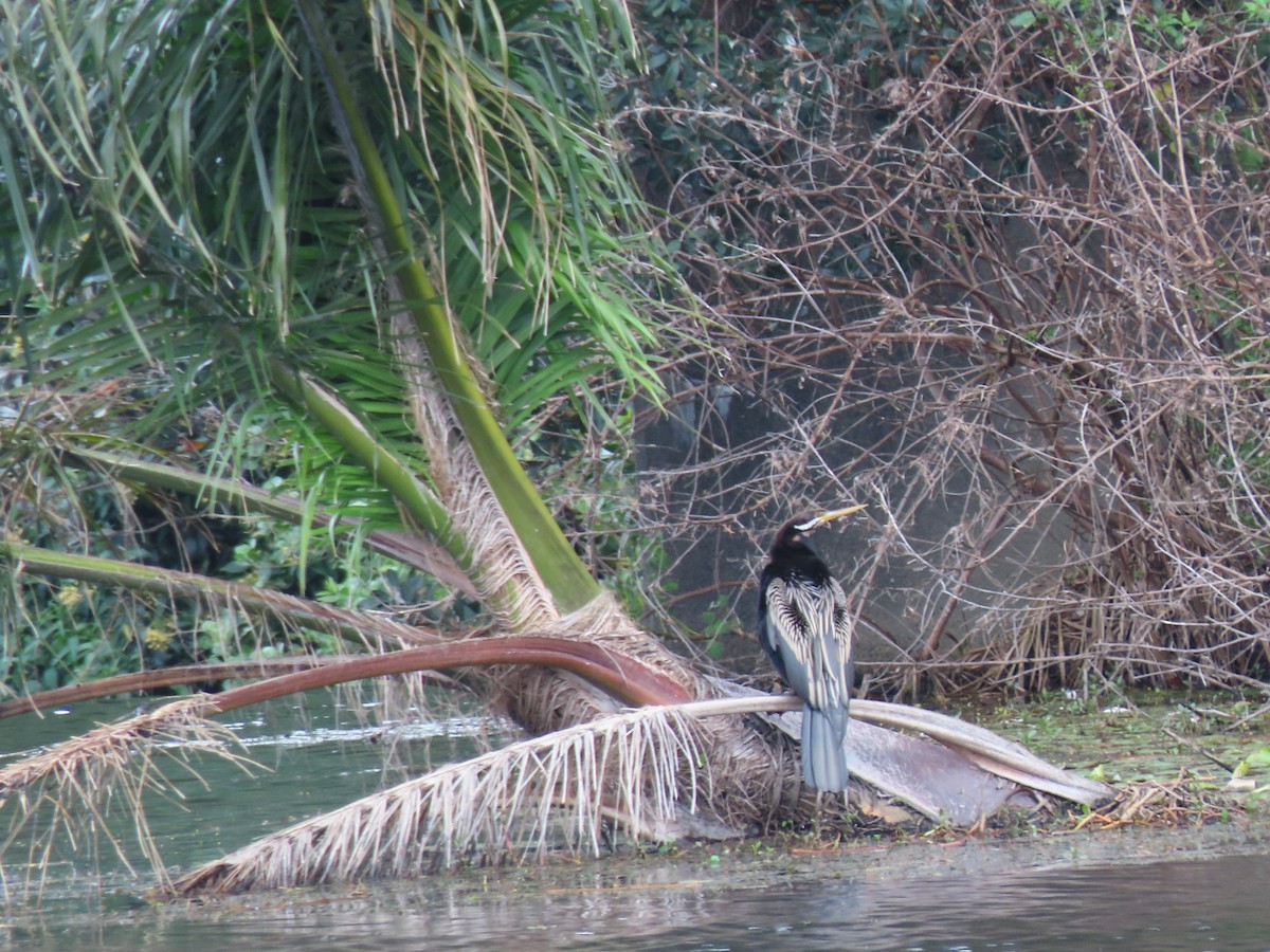 australslangehals - ML642269120