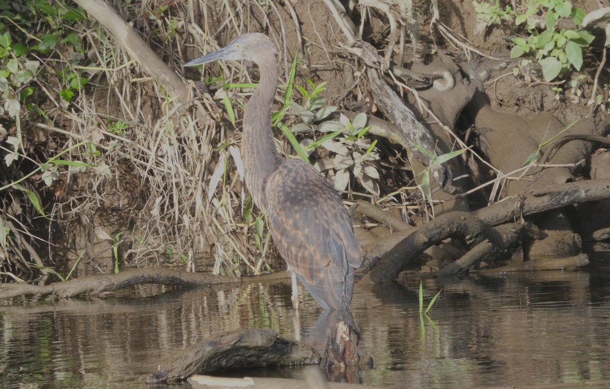 Great-billed Heron - ML642269129