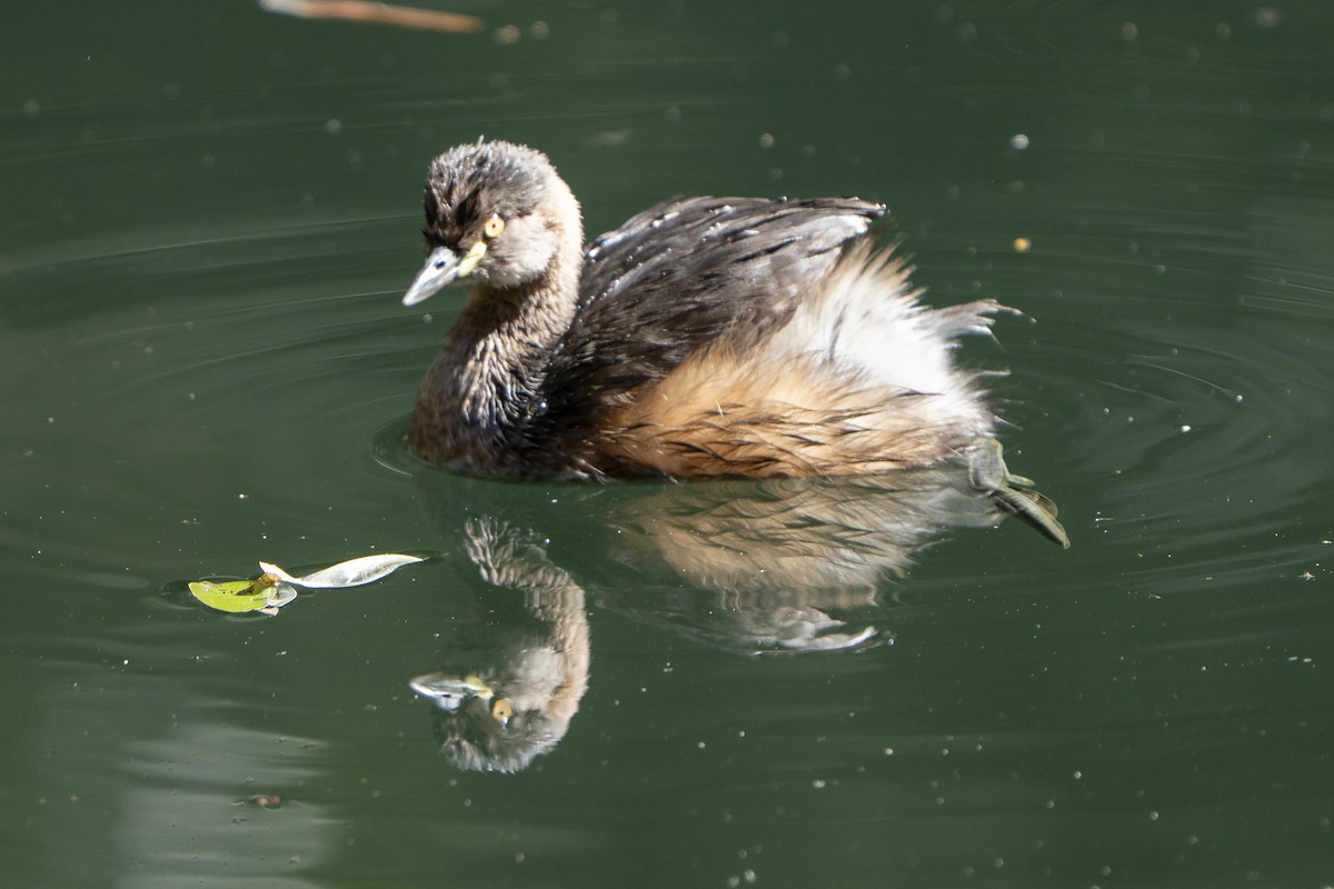 Australasian Grebe - ML642269149