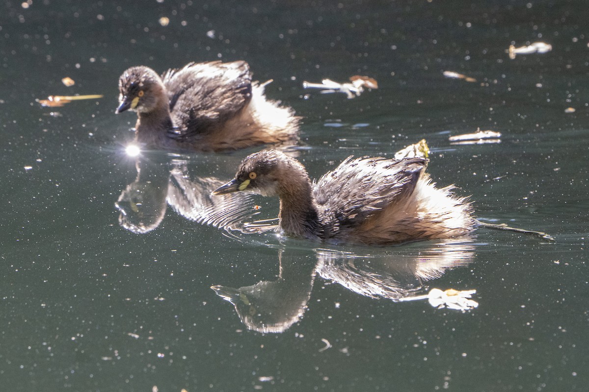 Australasian Grebe - ML642269150