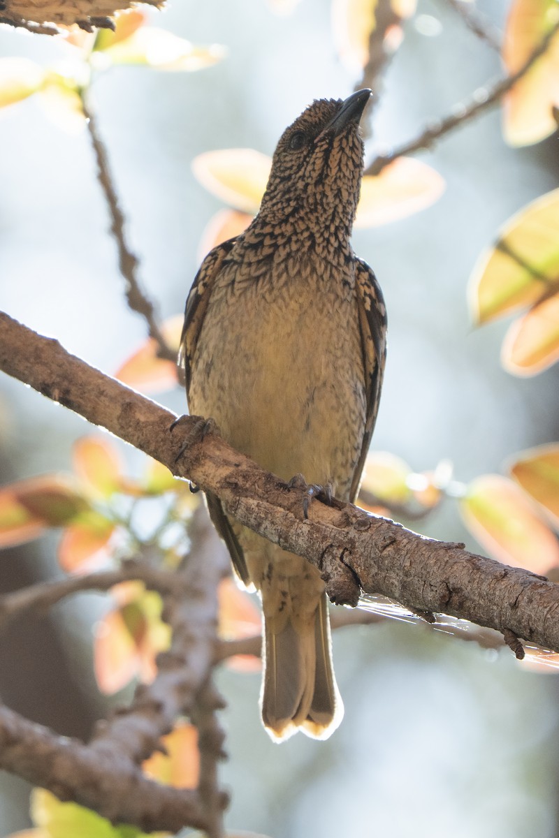 Western Bowerbird - ML642269151