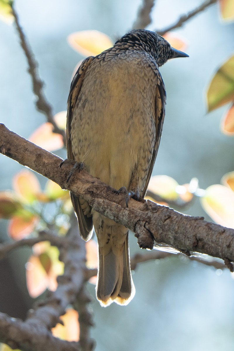 Western Bowerbird - ML642269152