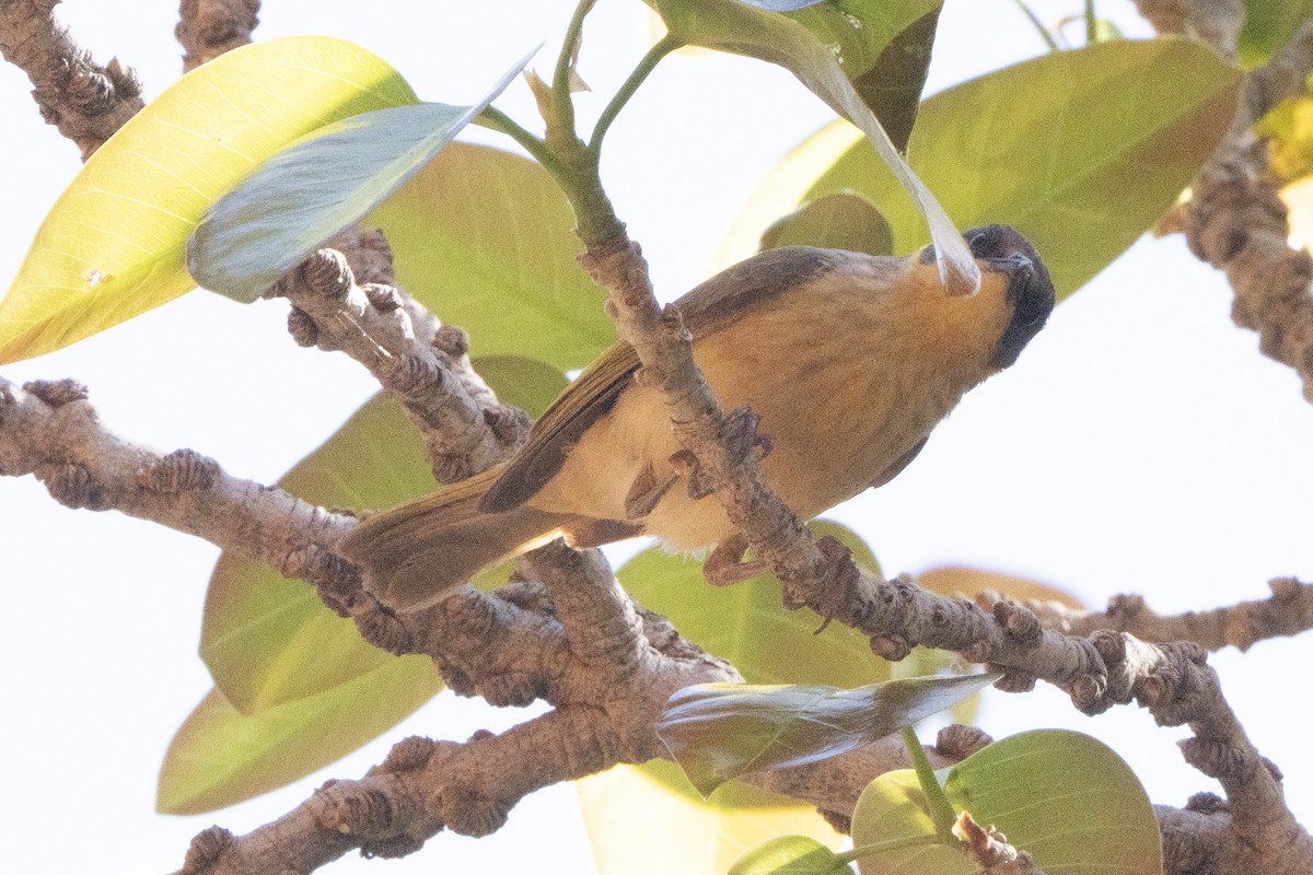 Gray-headed Honeyeater - ML642269158