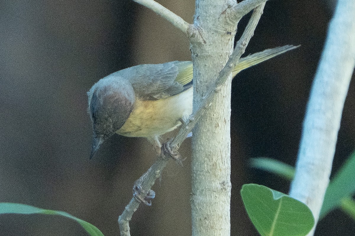 Gray-headed Honeyeater - ML642269159