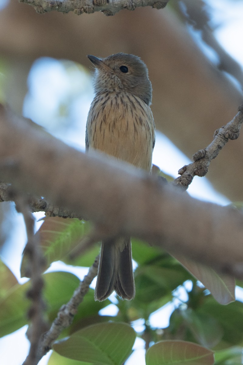 Rufous Whistler - ML642269165