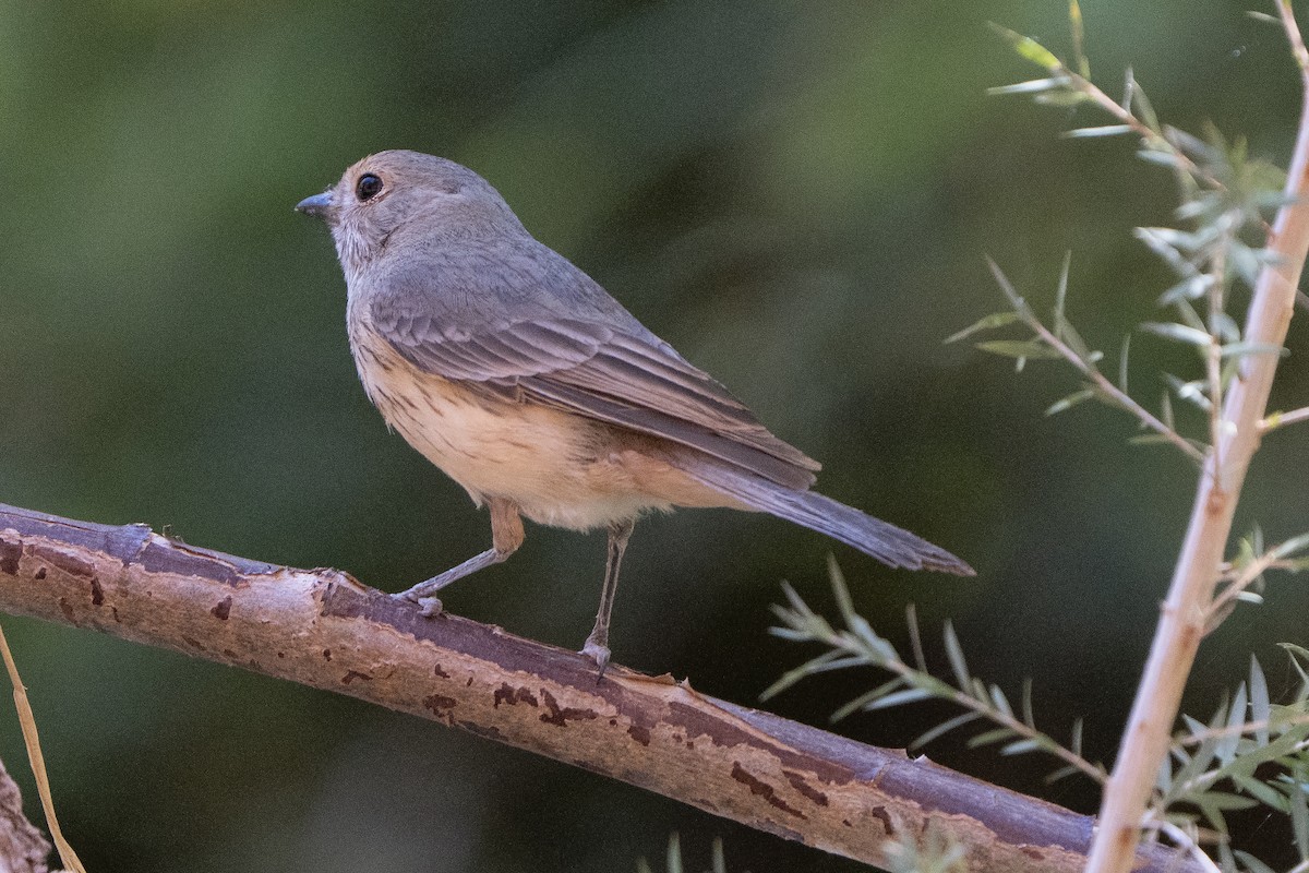 Rufous Whistler - ML642269166
