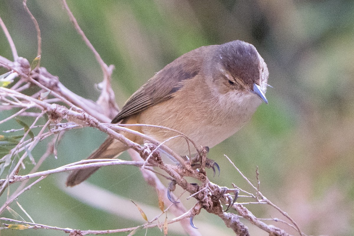 Australian Reed Warbler - ML642269171