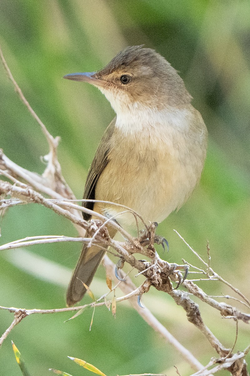 Australian Reed Warbler - ML642269172