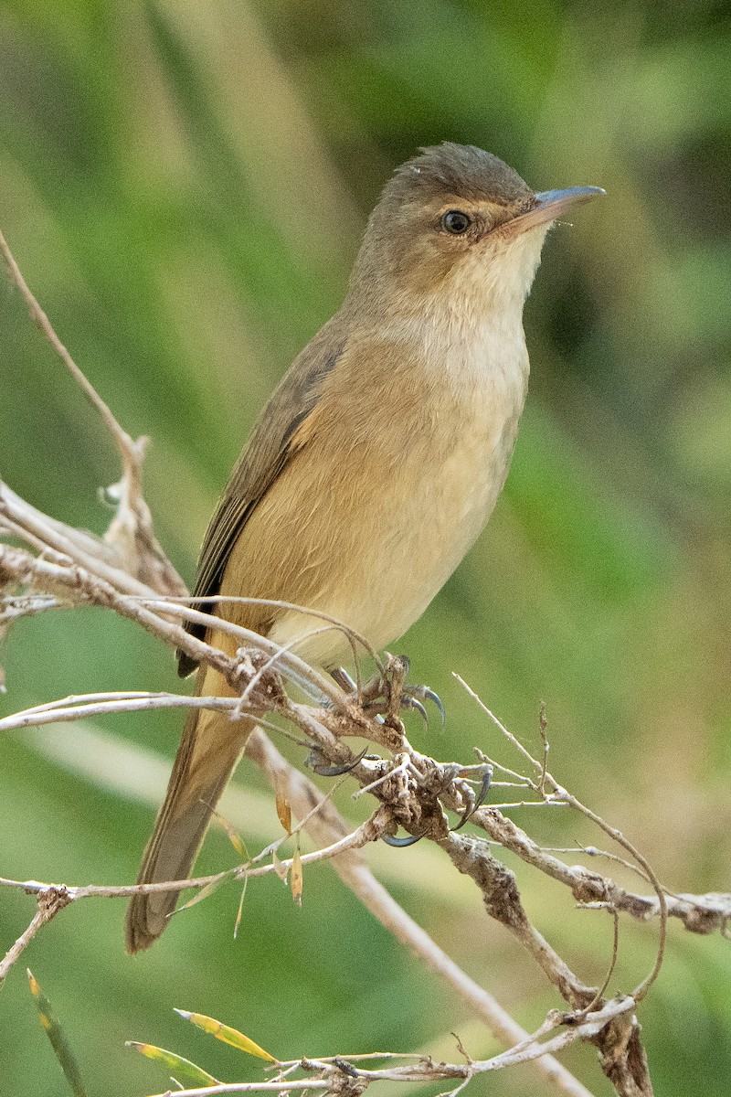 Australian Reed Warbler - ML642269173