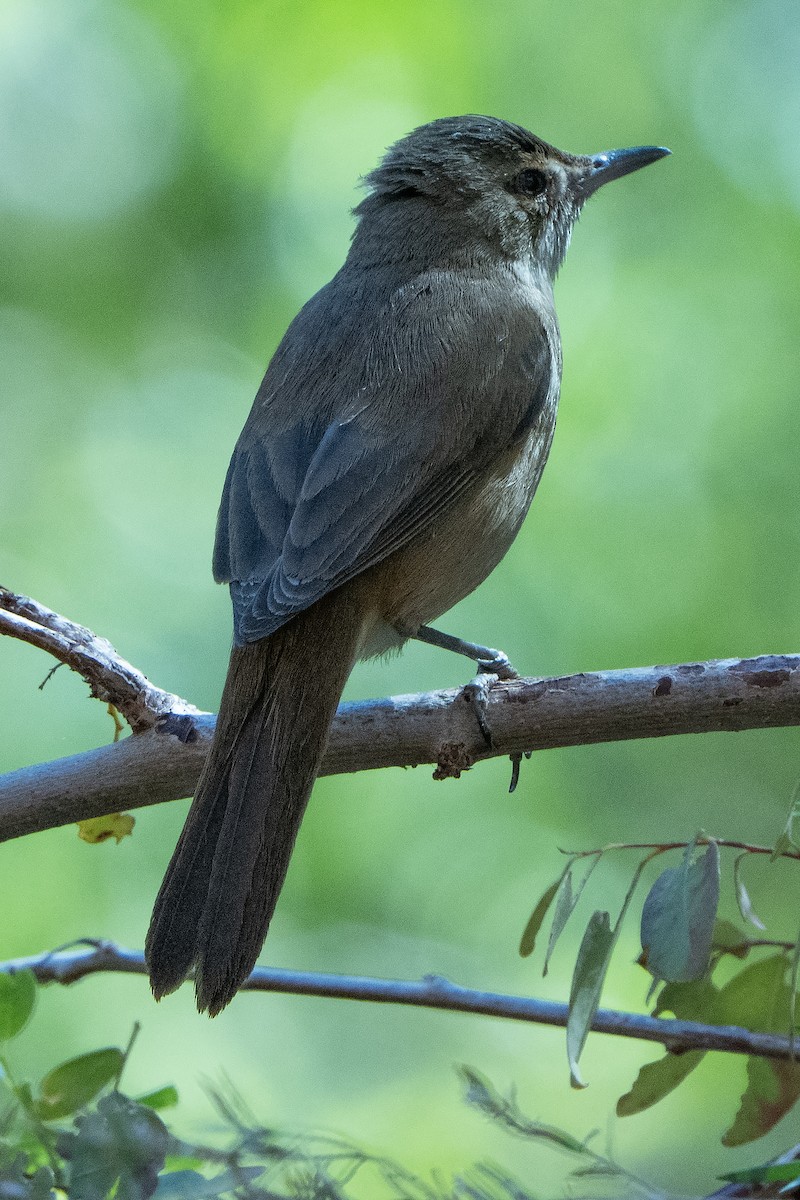 Australian Reed Warbler - ML642269174