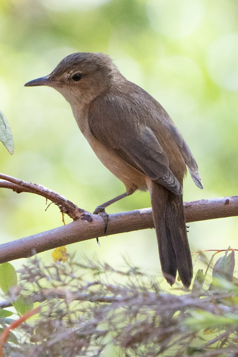 Australian Reed Warbler - ML642269175