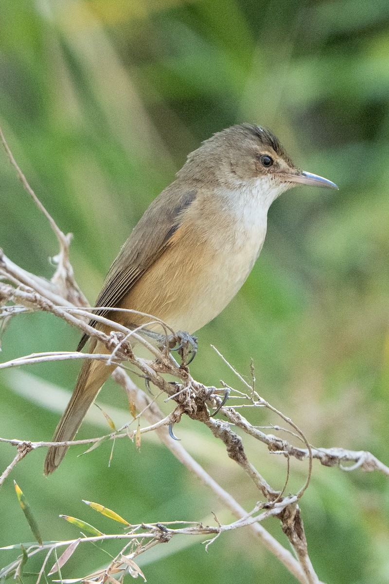 Australian Reed Warbler - ML642269176