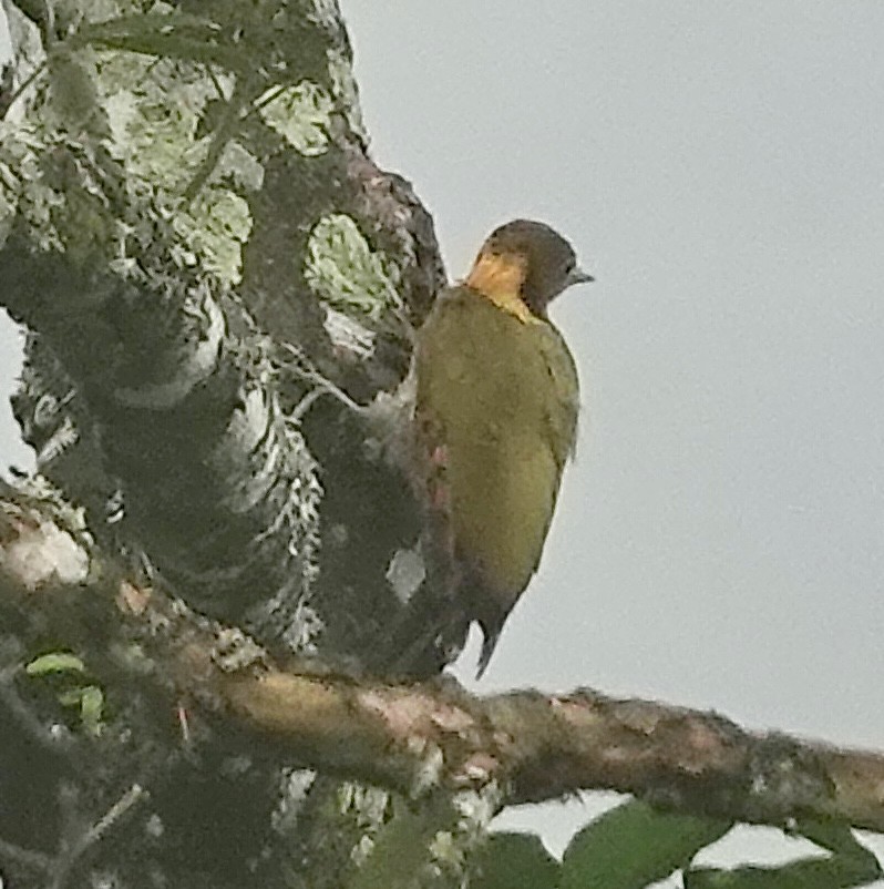 Greater Yellownape - ML642269177
