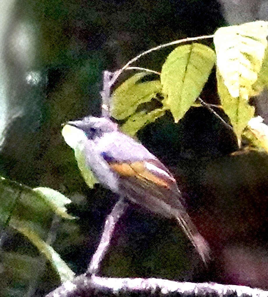 Ashy Bulbul - ML642269212